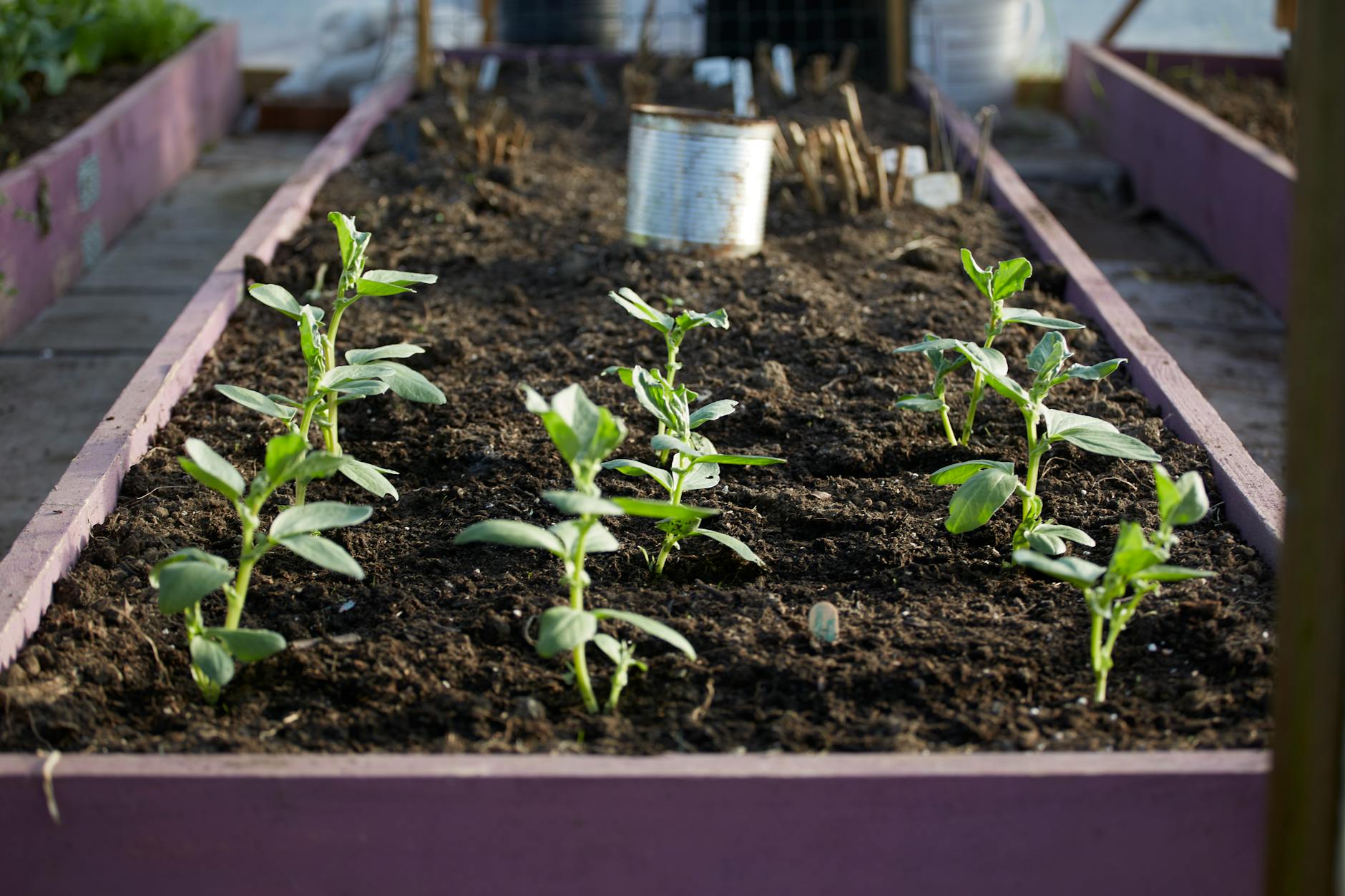 Hands planting seedlings.