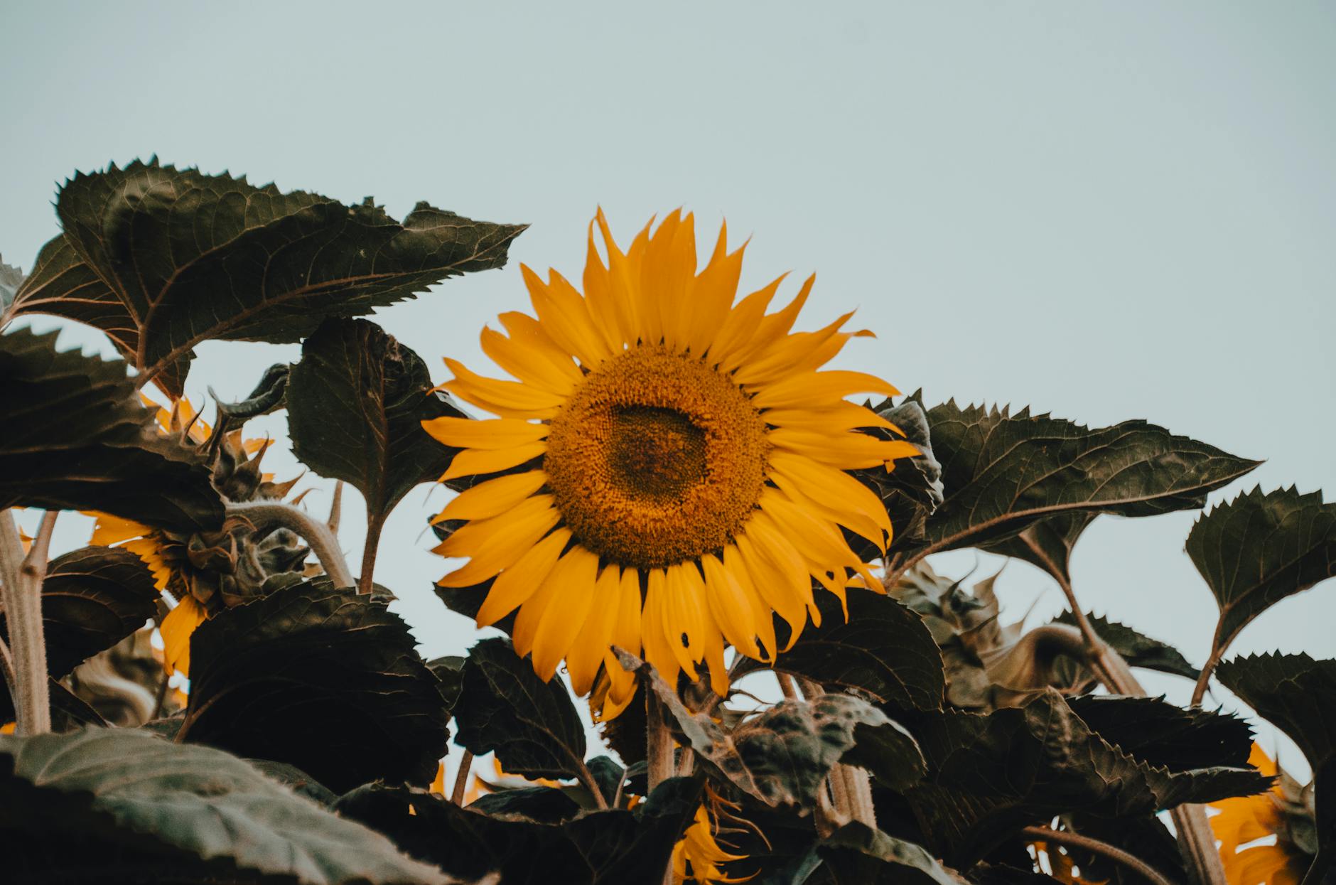 Sunflowers in bloom.