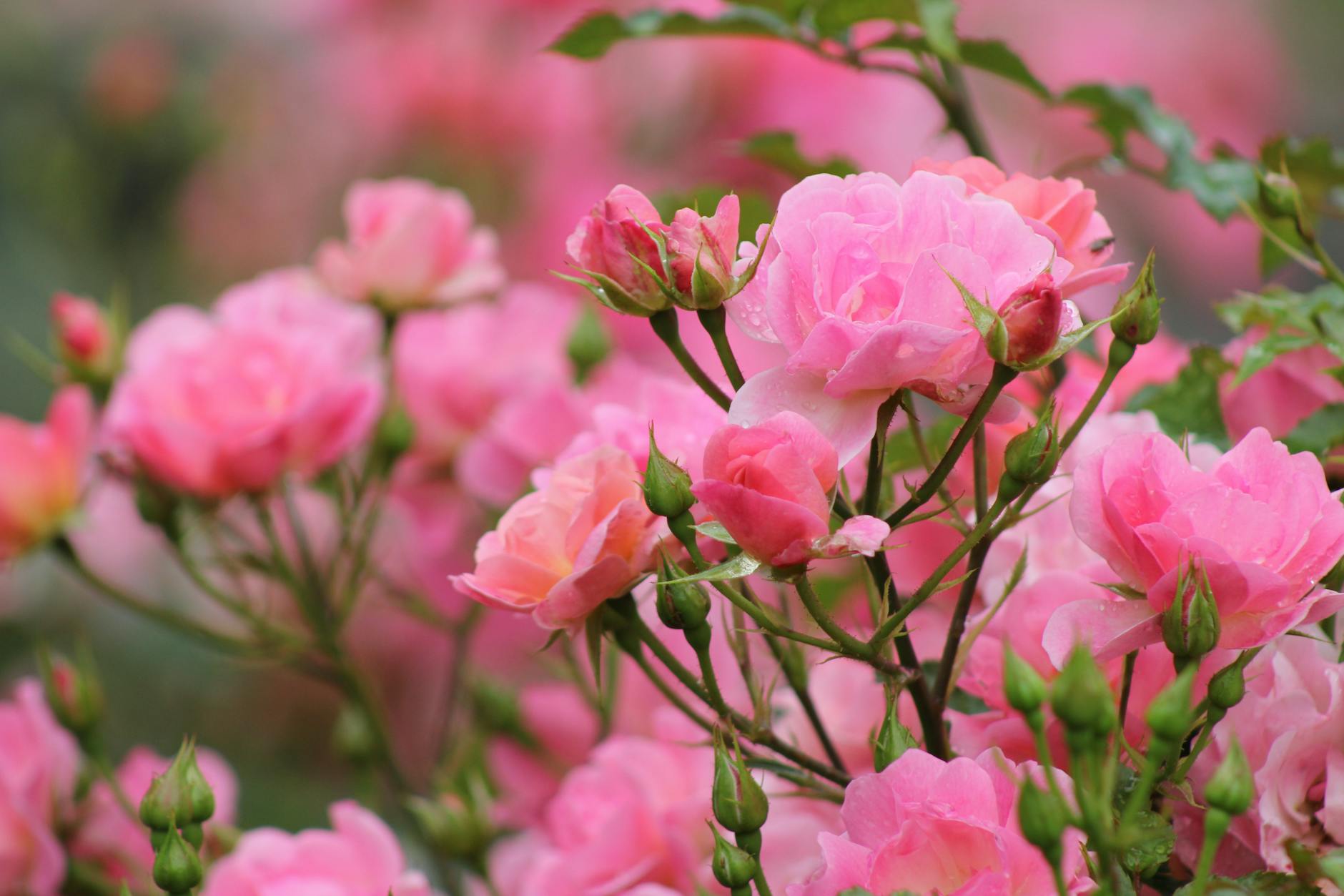 Pink roses.
